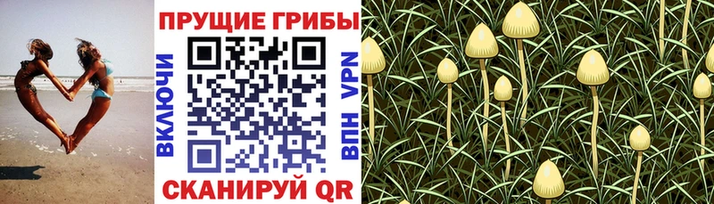 Псилоцибиновые грибы Psilocybe Бирюч